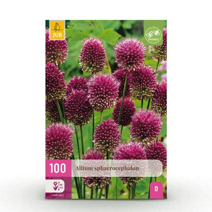 Blumenzwiebeln Allium Sphaerocephalon | 100 Stück Lila – Zwiebelgröße 5/6 – XXL Pack - Wurzelwerk Design