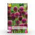 Blumenzwiebeln Allium Sphaerocephalon | 100 Stück Lila – Zwiebelgröße 5/6 – XXL Pack - Wurzelwerk Design