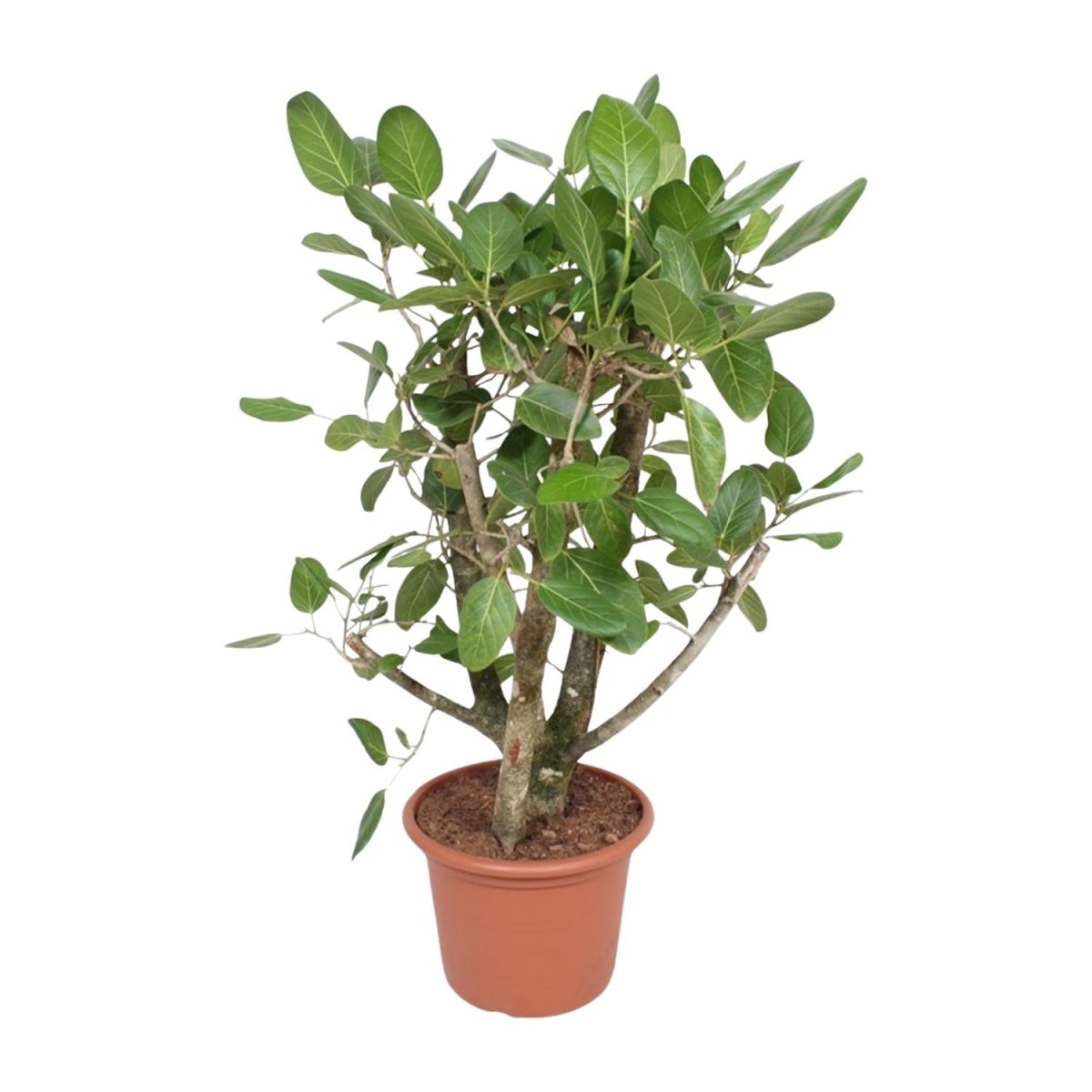 Ficus Benghalensis verzweigt 140 - 200cm – Exotische Zimmerpflanze - Wurzelwerk Design