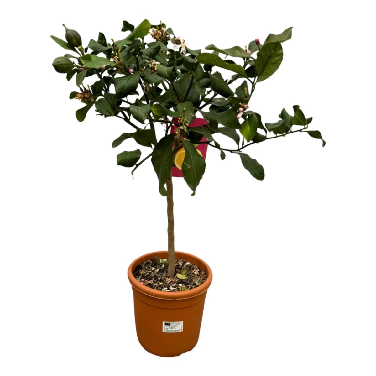 Citrus Lemon – Zitronenbaum für Kübel &amp; Garten – Mediterranes Flair für Terrasse &amp; Balkon - Wurzelwerk Design