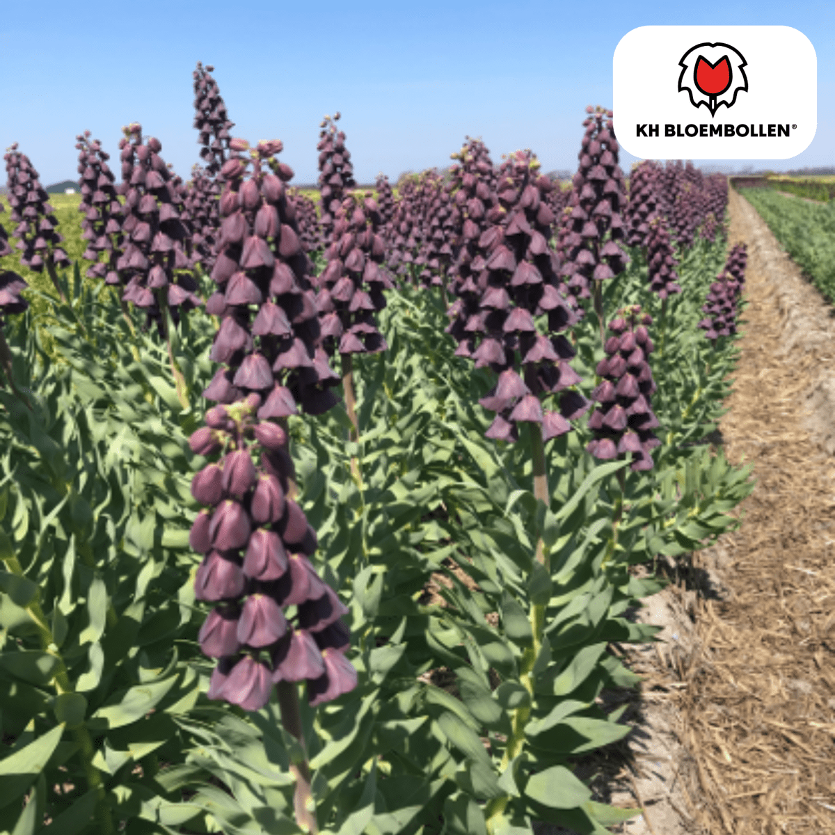 Fritillaria Lila Favorit – 5 Stück | Purpur - Kaiserkrone - Wurzelwerk Design