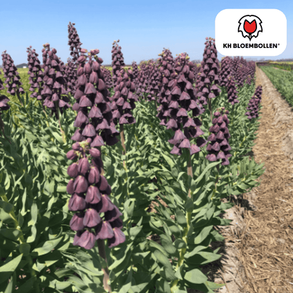 Fritillaria Lila Favorit – 5 Stück | Purpur - Kaiserkrone - Wurzelwerk Design
