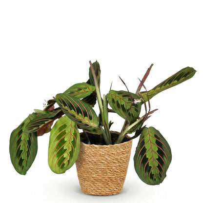 Maranta Tricolour kaufen | Gebetspflanze – Topf Ø 12 cm, Höhe 25 cm - Wurzelwerk Design