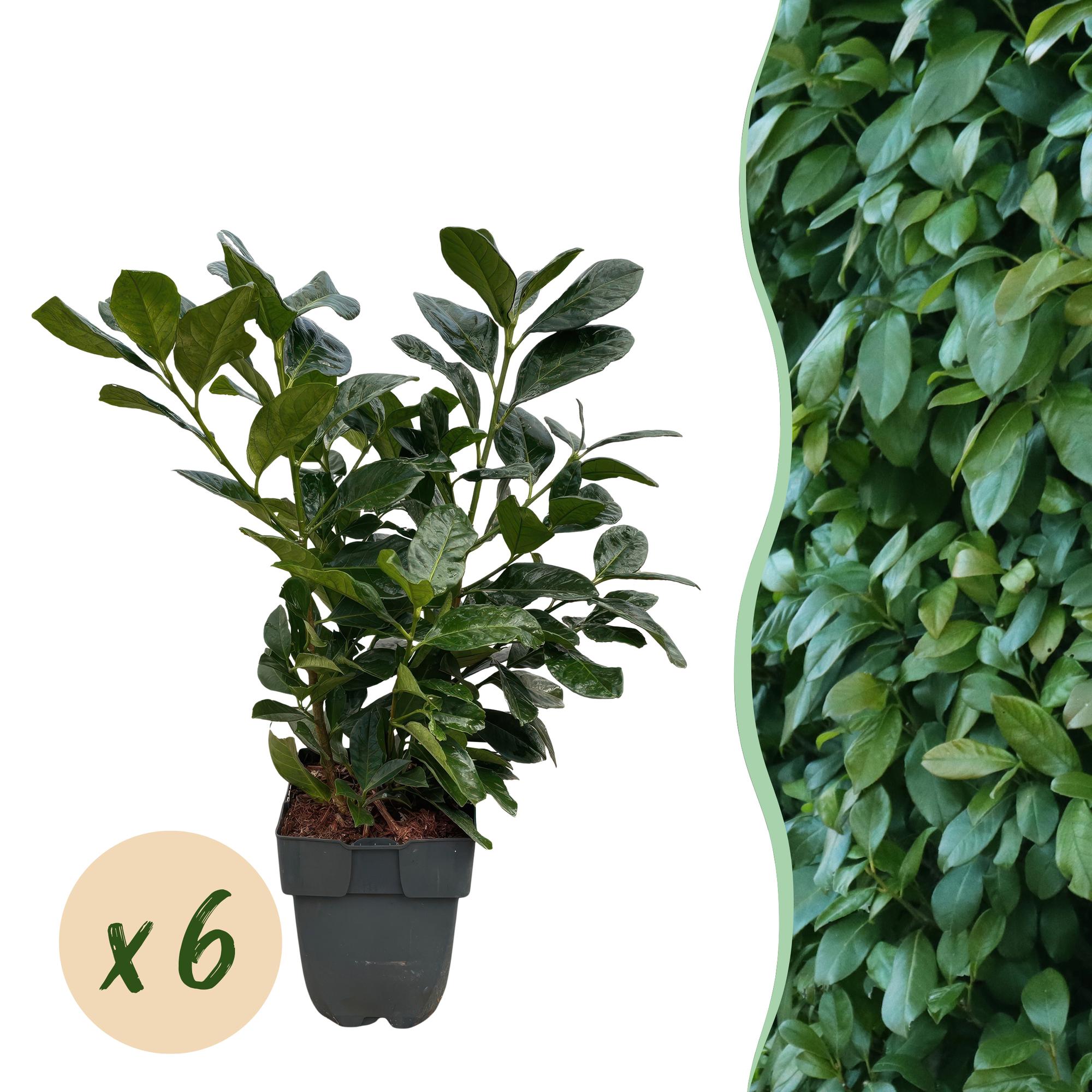 Kirschlorbeer Etna – Prunus laurocerasus online kaufen | 6 Pflanzen für 1 m Hecke, kompakt &amp; schnittarm – Wurzelwerk Design
