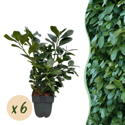 Kirschlorbeer Etna – Prunus laurocerasus online kaufen | 6 Pflanzen für 1 m Hecke, kompakt &amp; schnittarm – Wurzelwerk Design