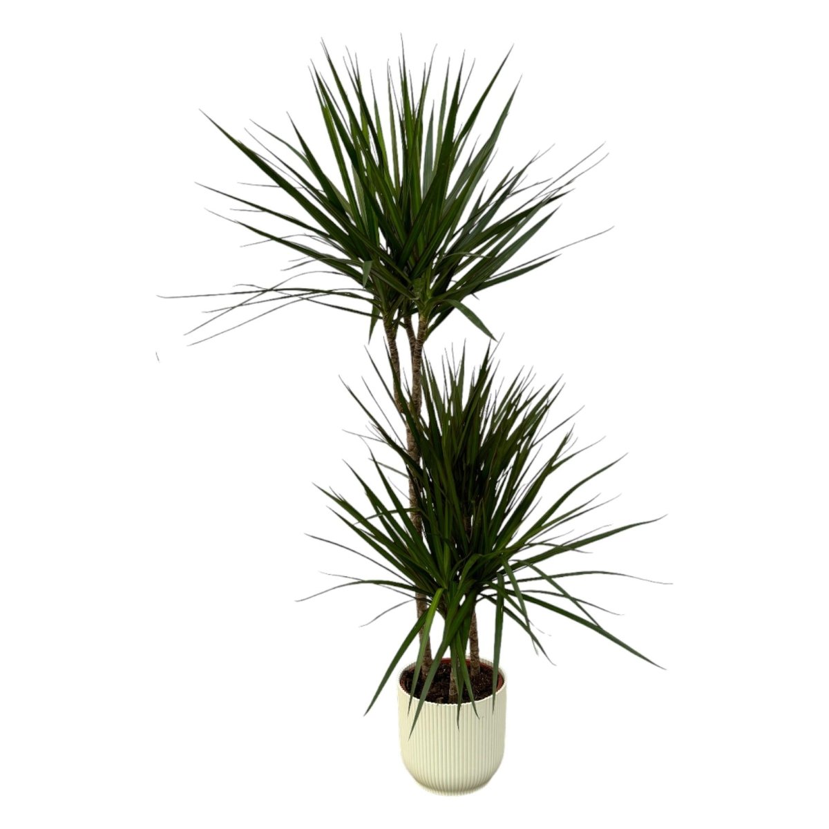 Dracaena Marginata kaufen – Drachenbaum mit Topf oder Korb - Wurzelwerk Design