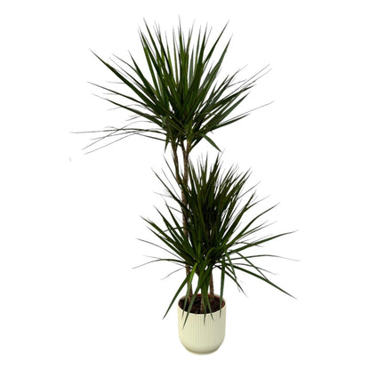 Dracaena Marginata kaufen – Drachenbaum mit Topf oder Korb - Wurzelwerk Design