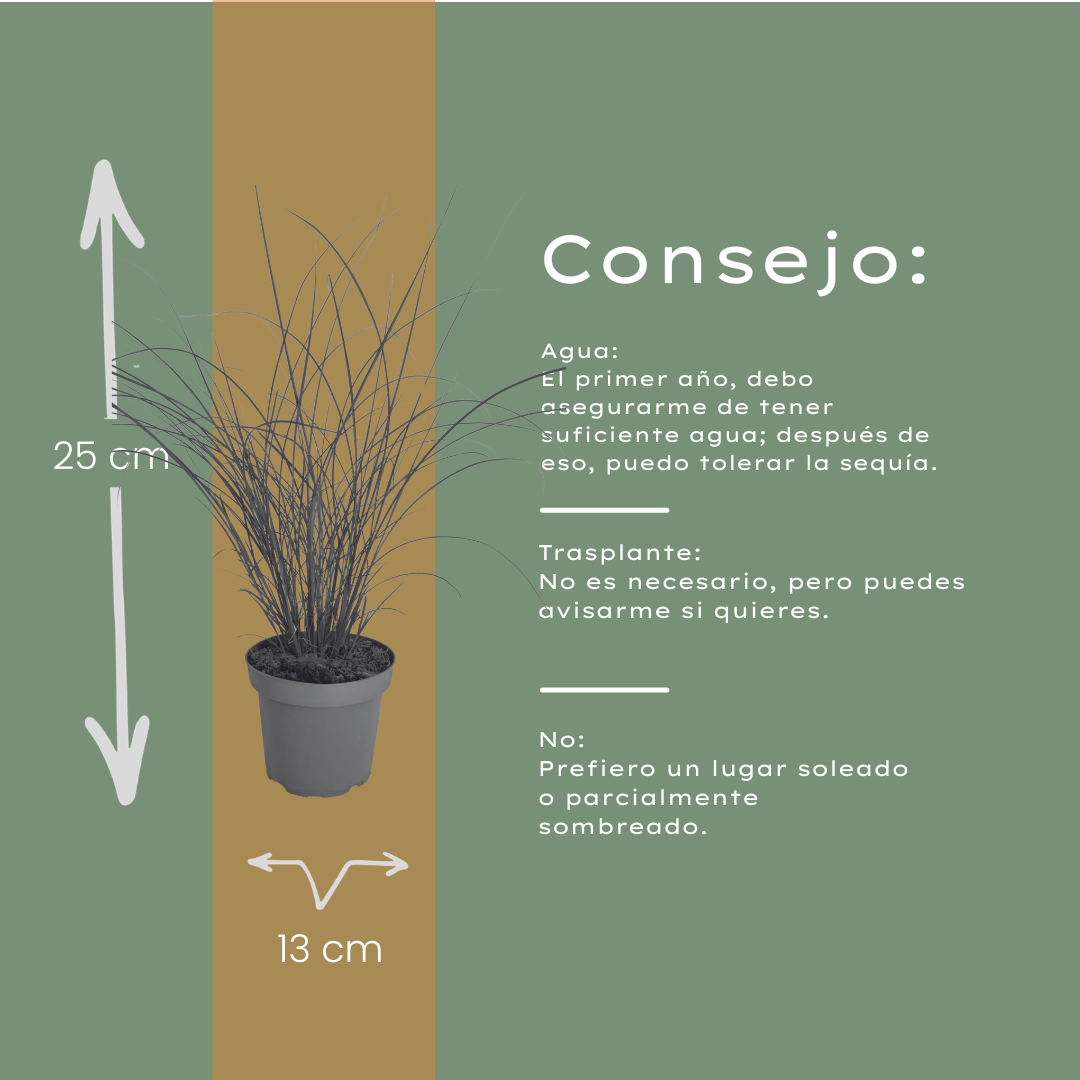 Chinaschilf Gracillimus kaufen | 3× Miscanthus, Ø 12 cm