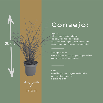 Chinaschilf Gracillimus kaufen | 3× Miscanthus, Ø 12 cm