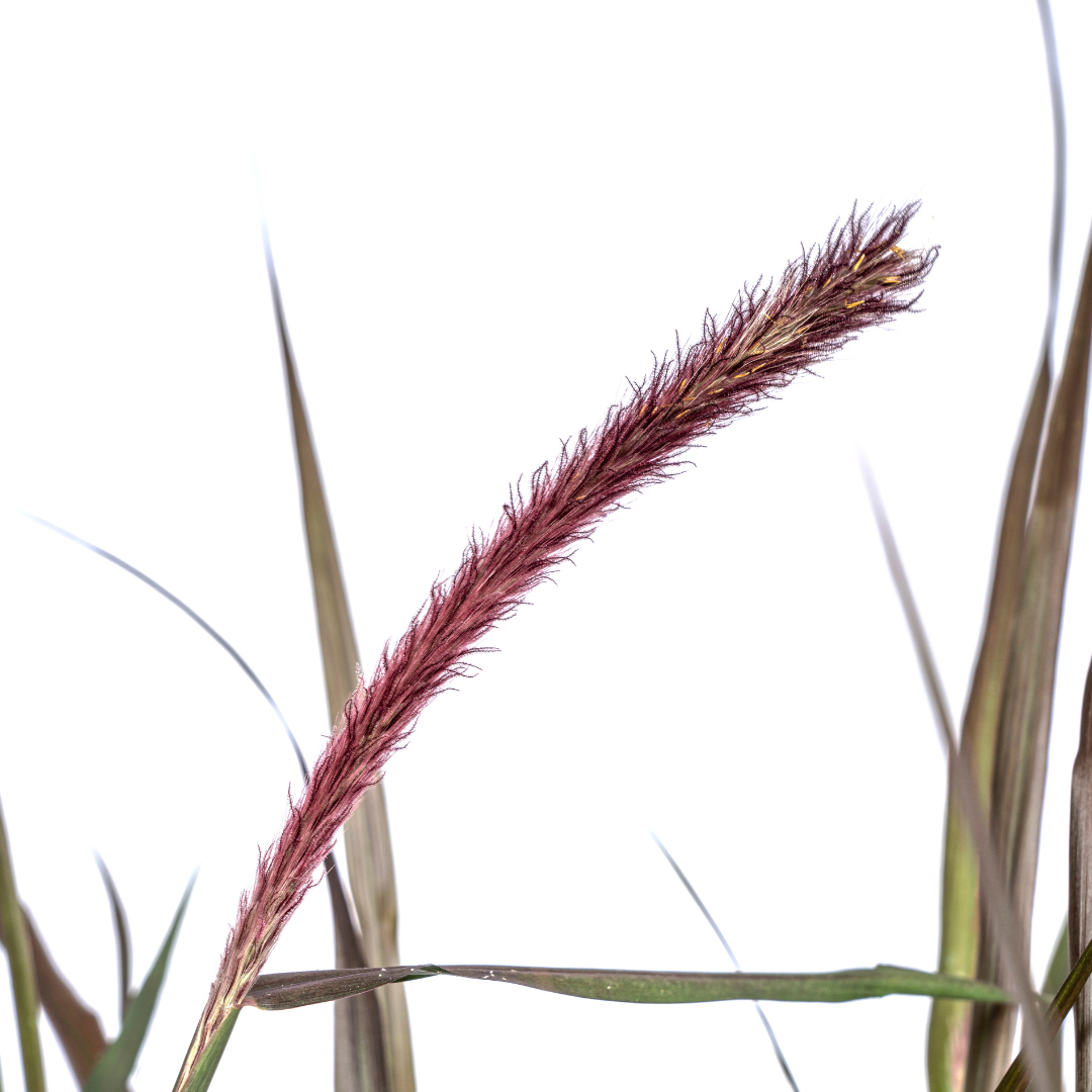 Lampenputzergras Pennisetum x advena &