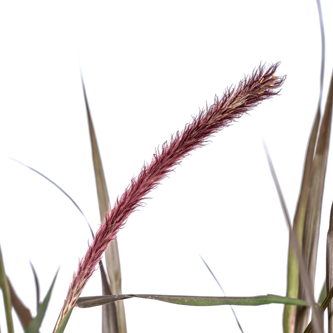 Lampenputzergras Pennisetum x advena &
