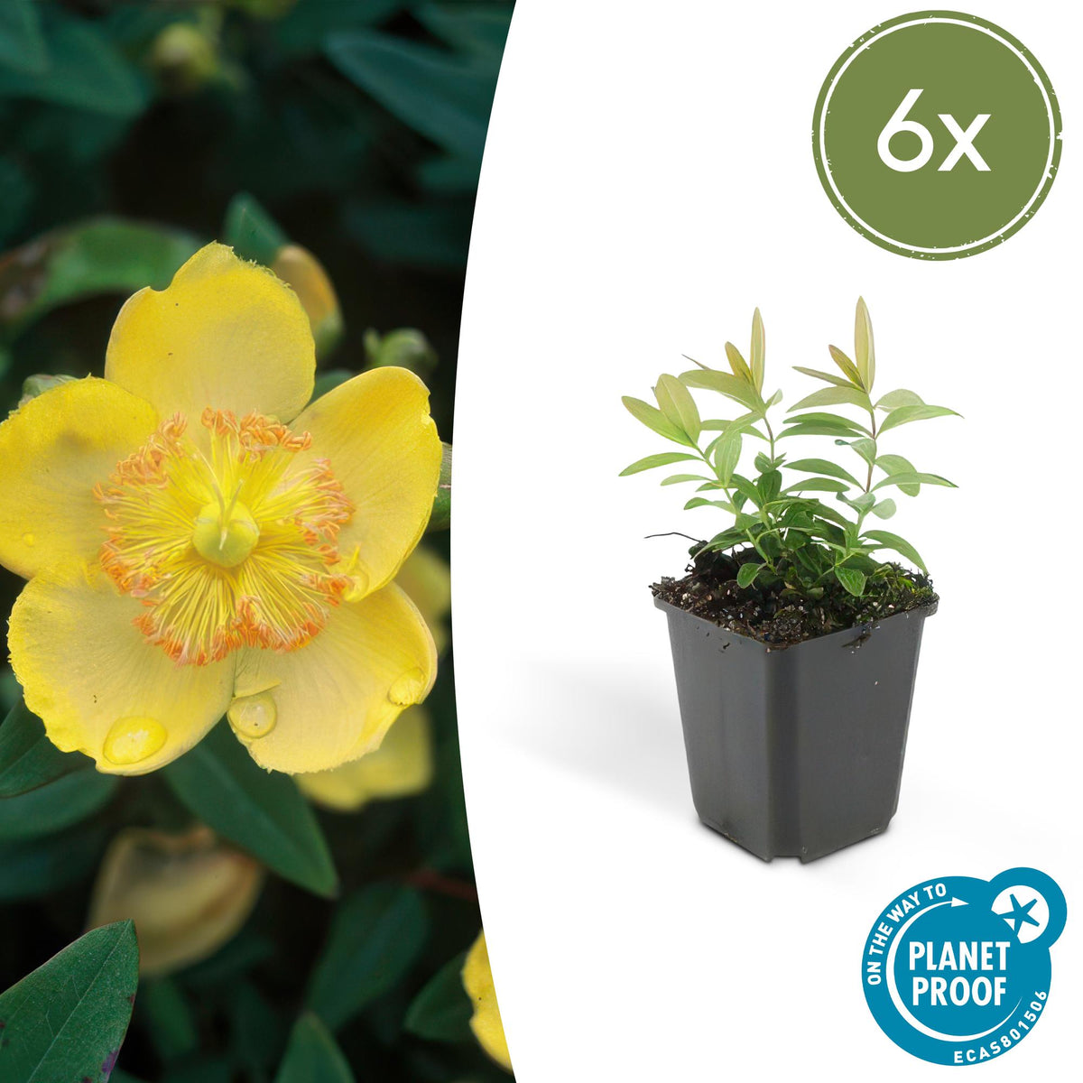 Sechs Hypericum calycinum Pflanzen, ca. 10-25cm hoch, in Töpfen mit 9cm Durchmesser, Everspring, Nahaufnahme der Blätter und Blüten