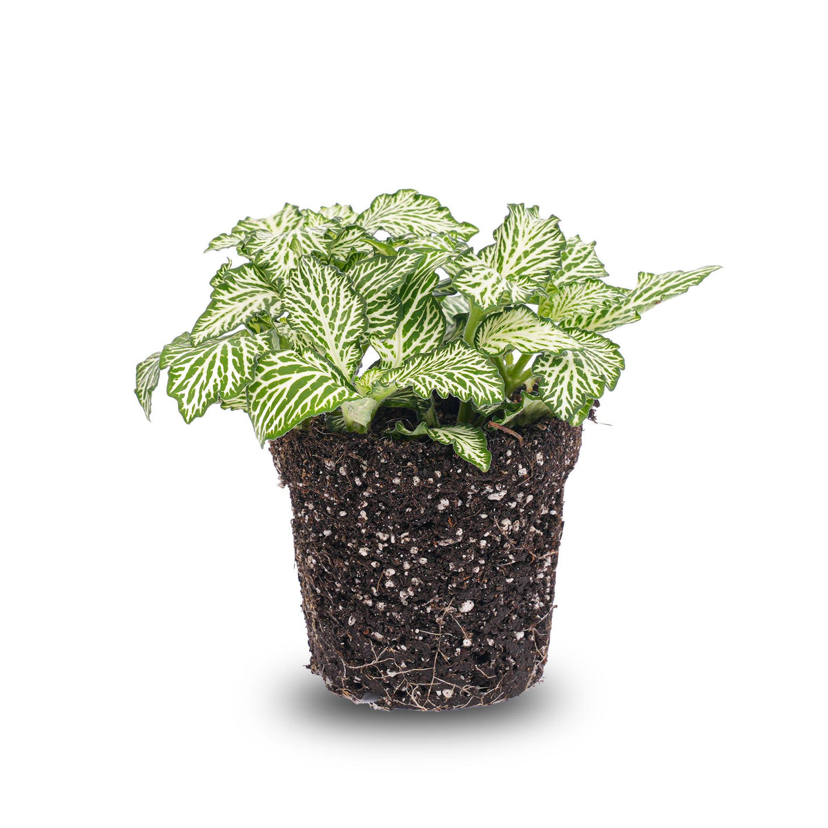 Fittonia White Tiger Mosaikpflanze im Terrarium, Topfgröße 8cm, lebendige grüne Pflanze mit weißen Mustern, Everspring.