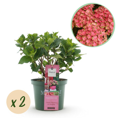Balkonpflanze - Hortensie - Hydrangea Magical Green Fire - Rosa Grün - 6-10 Blüten - 2 Pflanzen - Topf 23cm Höhe 55cm
