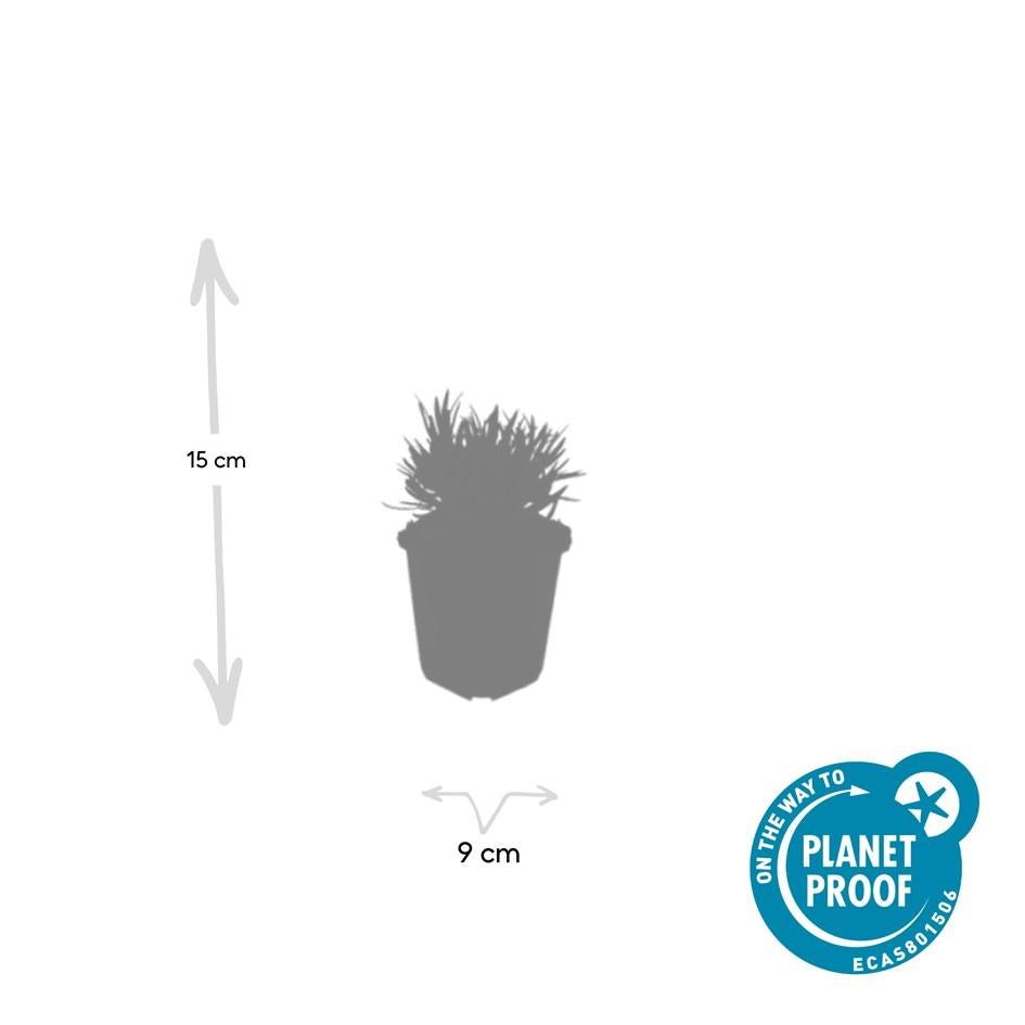 Lavandula intermedia ‘Edelweiss’ – 24 Pflanzen Ø 9 cm – Weißblühender Lavendel mit intensivem Duft - Wurzelwerk Design