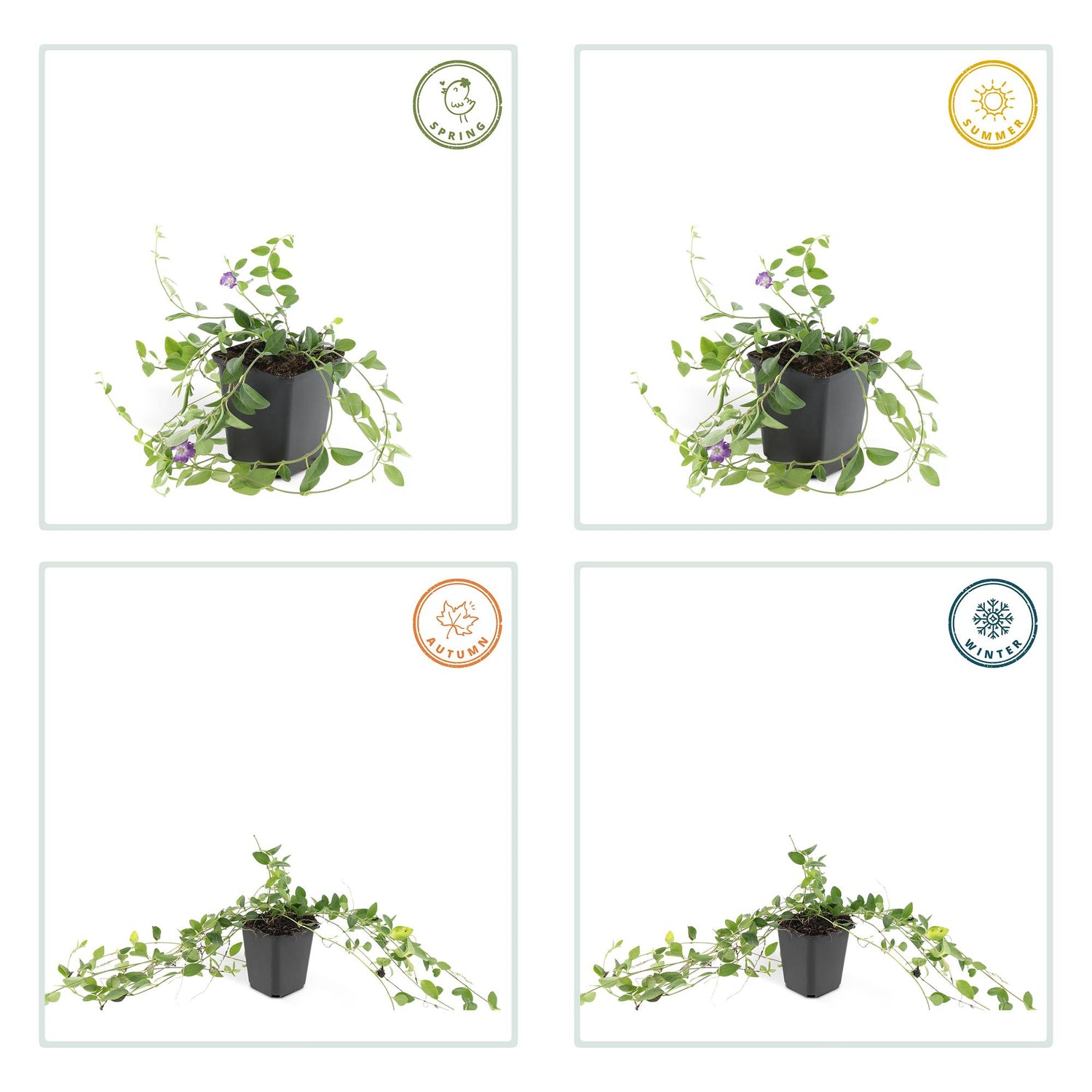 24x Vinca minor ‘Atropurpurea’ – Kleines Immergrün mit purpurroten Blüten – Höhe 10–25 cm – Ø 9 cm