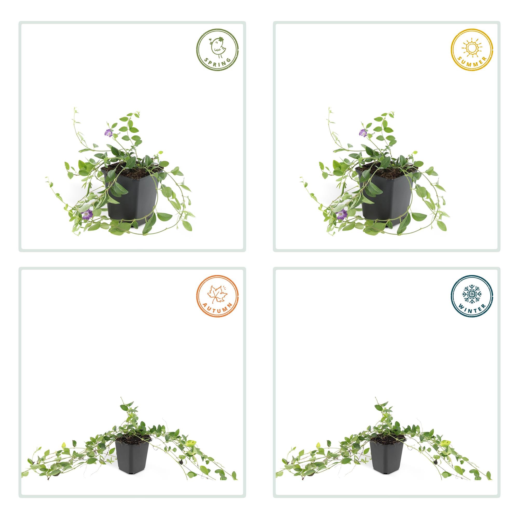 24x Vinca minor ‘Atropurpurea’ – Kleines Immergrün mit purpurroten Blüten – Höhe 10–25 cm – Ø 9 cm