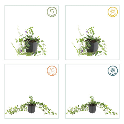 24x Vinca minor ‘Atropurpurea’ – Kleines Immergrün mit purpurroten Blüten – Höhe 10–25 cm – Ø 9 cm