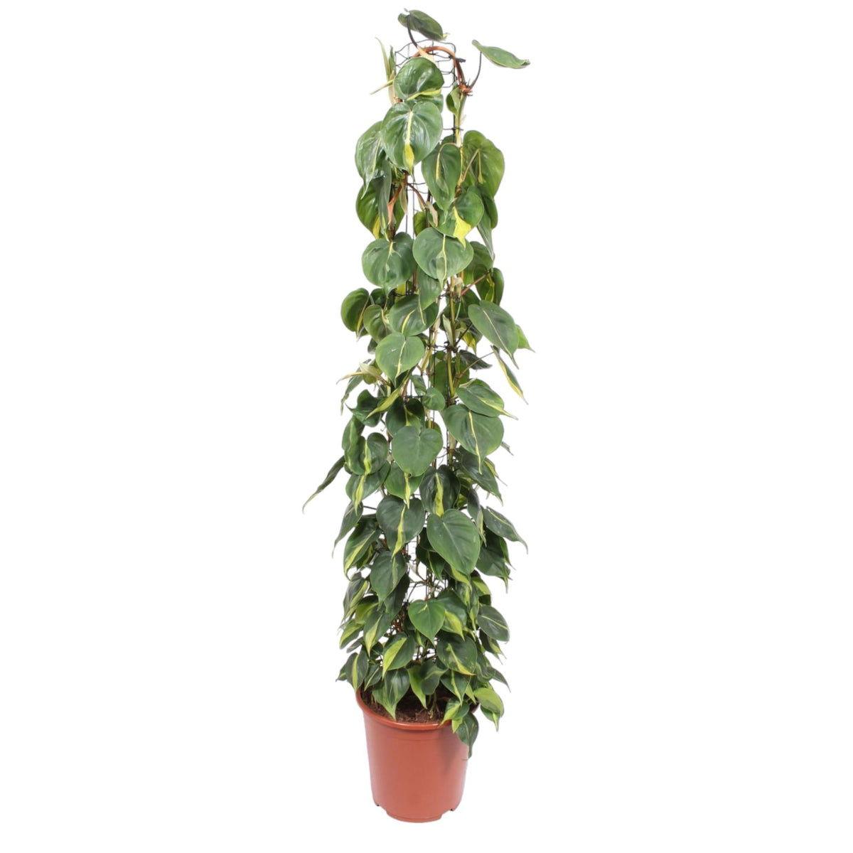 Everspring Philodendron Scandens Brasil Pflanze, 160 cm hoch, mit grünen Blättern, im Topf, auf einem Holztisch sichtbar