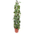 Everspring Philodendron Scandens Brasil Pflanze, 160 cm hoch, mit grünen Blättern, im Topf, auf einem Holztisch sichtbar