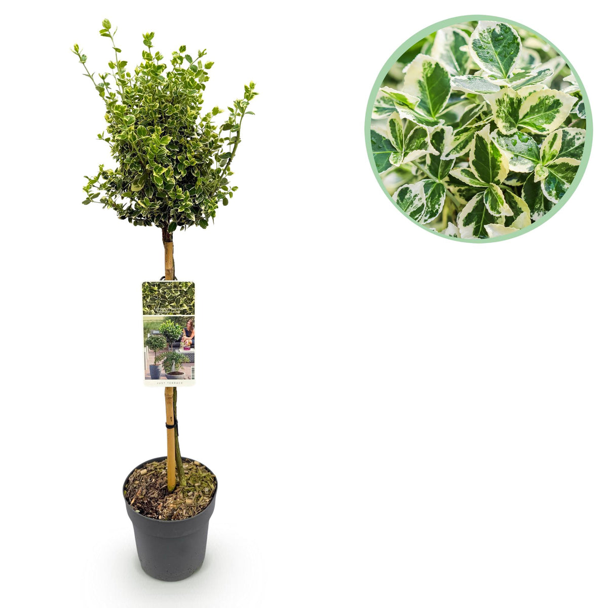 Immergrüne Euonymus fortunei Emerald Gaiety Terrassenpflanze mit grün-grauen Blättern, 19cm Topf, winterhart, ca. 90cm hoch