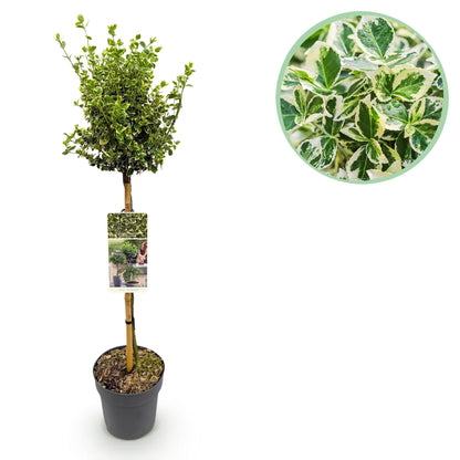 Immergrüne Euonymus fortunei Emerald Gaiety Terrassenpflanze mit grün-grauen Blättern, 19cm Topf, winterhart, ca. 90cm hoch