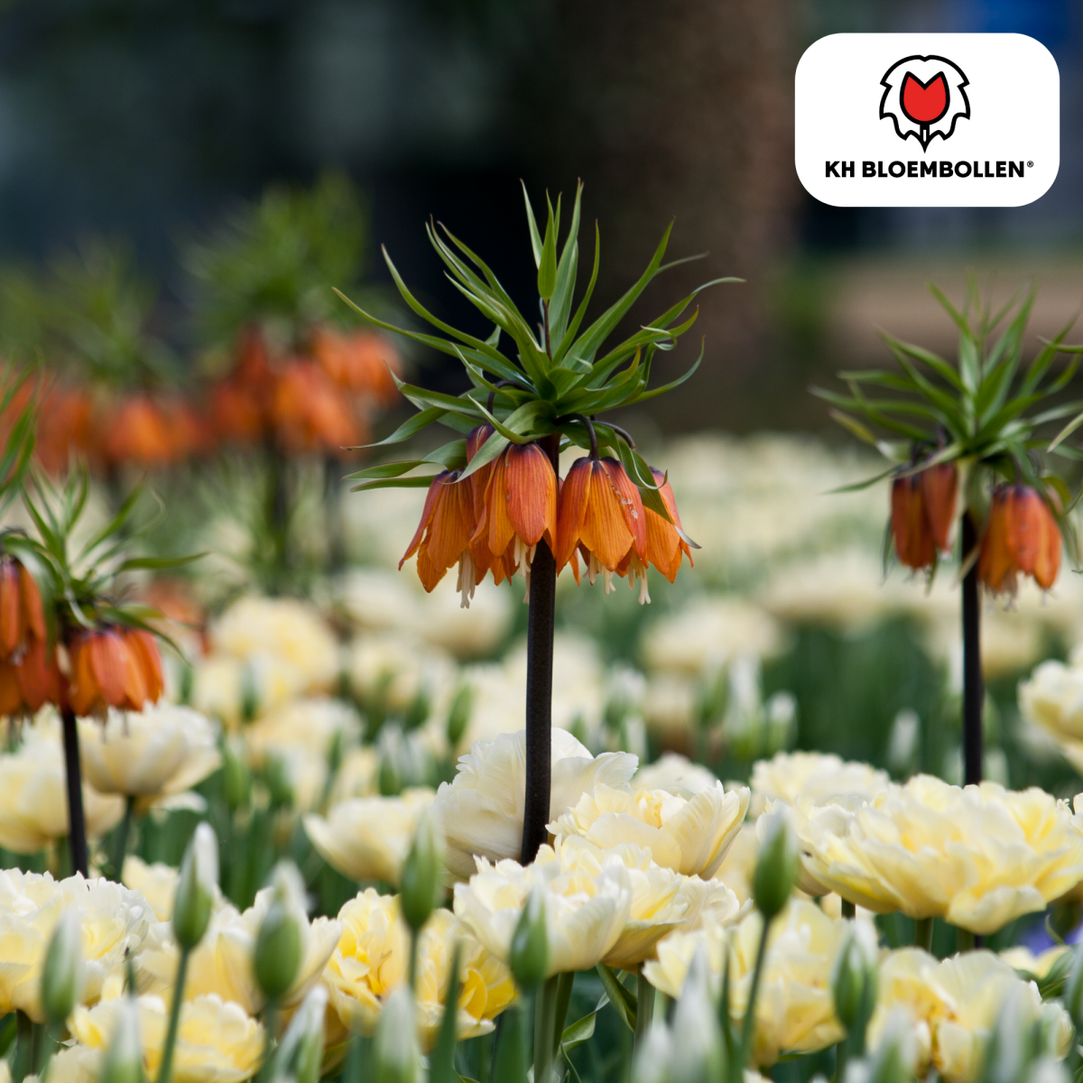 Fritillaria Imperialis Crown Rubra – 5 Stück | Rote Kaiserkrone - Wurzelwerk Design