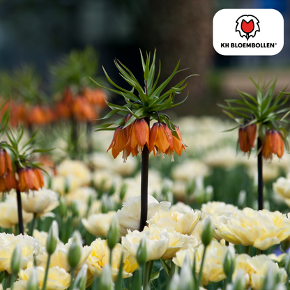 Fritillaria Imperialis Crown Rubra – 5 Stück | Rote Kaiserkrone - Wurzelwerk Design