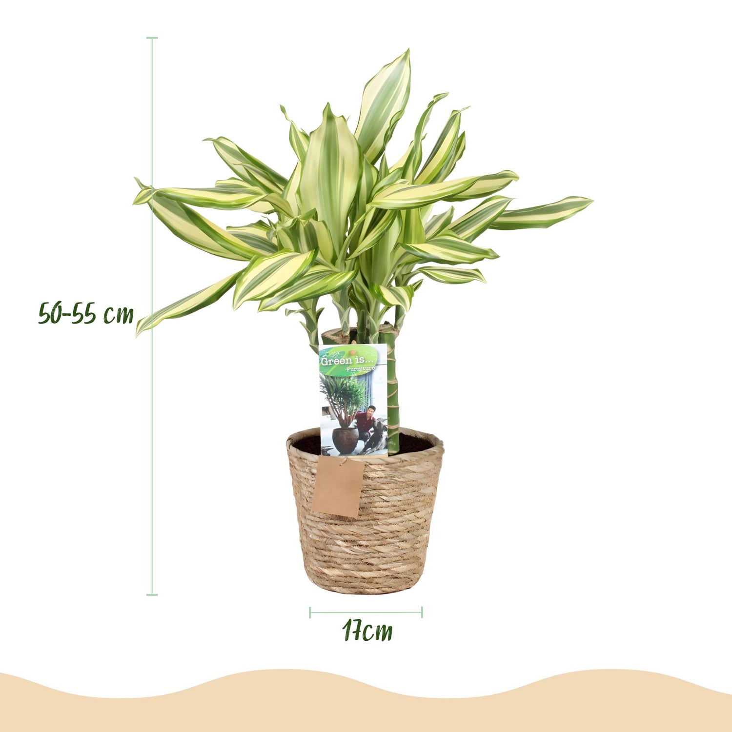 Everspring Drachenbaum Dracaena fragrans Diamond Dream in Korb, Höhe 50-55cm, grüne Blätter, Zimmerpflanze, dekorativ
