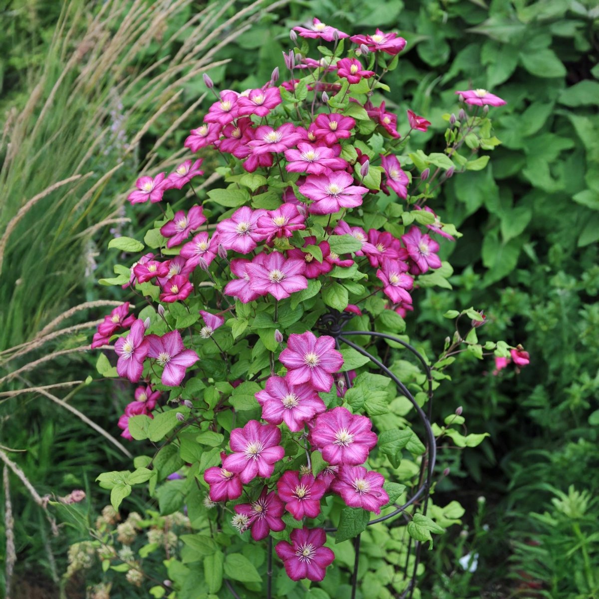 Clematis &