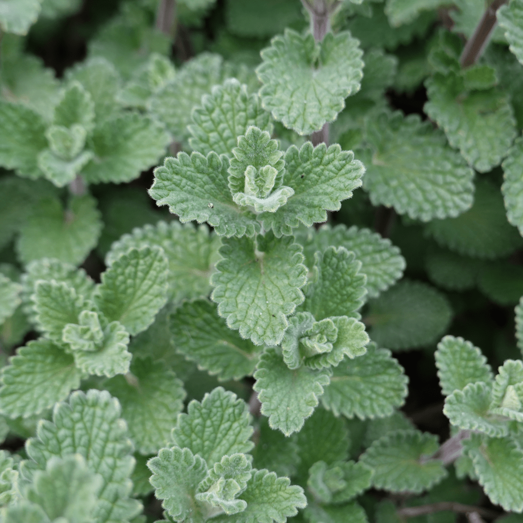 Sechs Calamintha nepeta Pflanzen in Töpfen, ca. 10-25cm hoch, mit grünen Blättern und kleinen lila Blüten, von Everspring