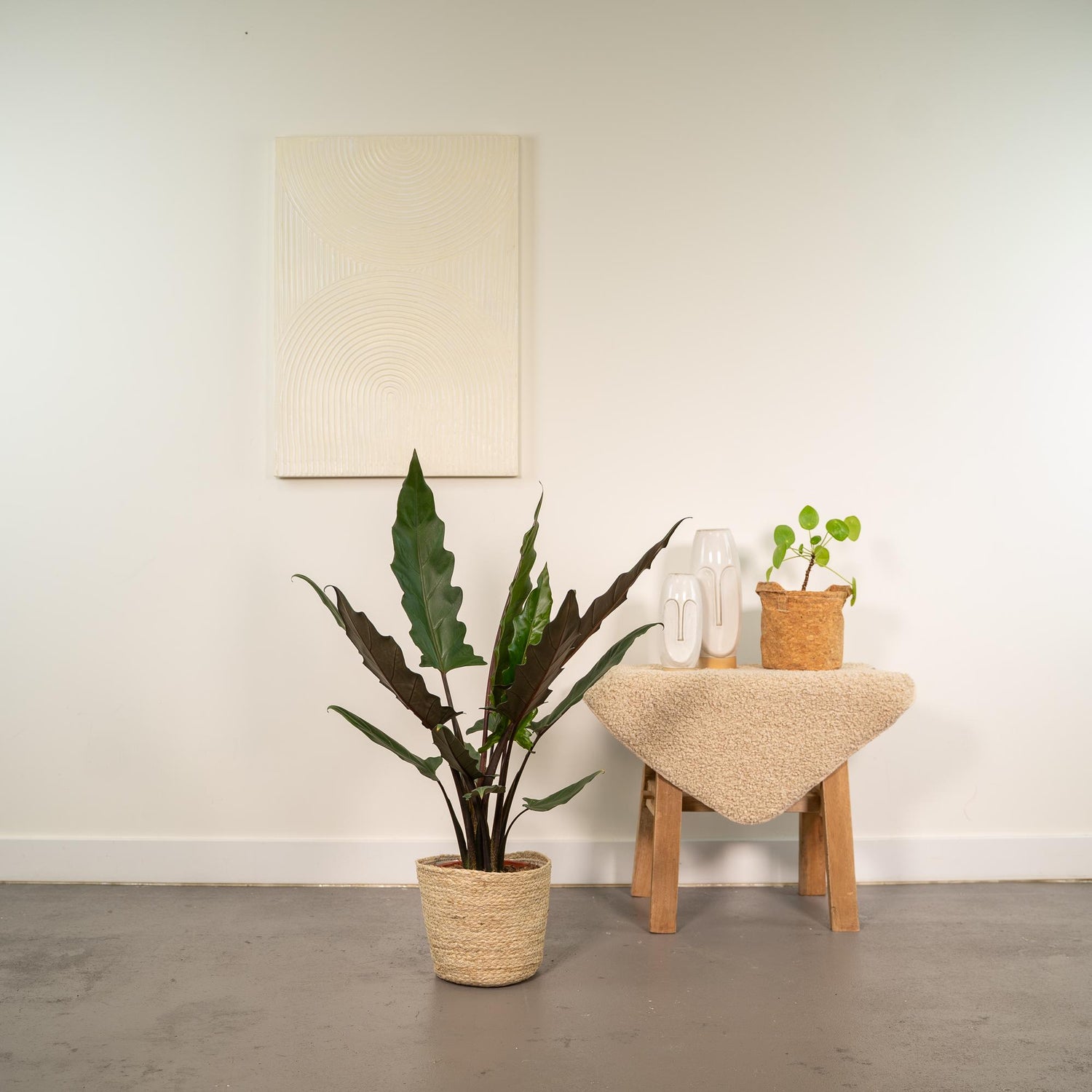 Alocasia Lauterbachiana Pflanze in Korb, Everspring, 80cm hoch, Topf Durchmesser 19cm, grüne Blätter, natürliche Dekoration