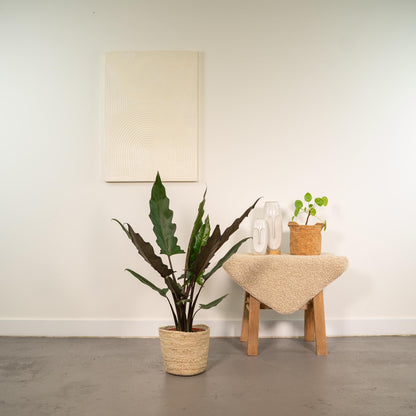 Alocasia Lauterbachiana Pflanze in Korb, Everspring, 80cm hoch, Topf Durchmesser 19cm, grüne Blätter, natürliche Dekoration