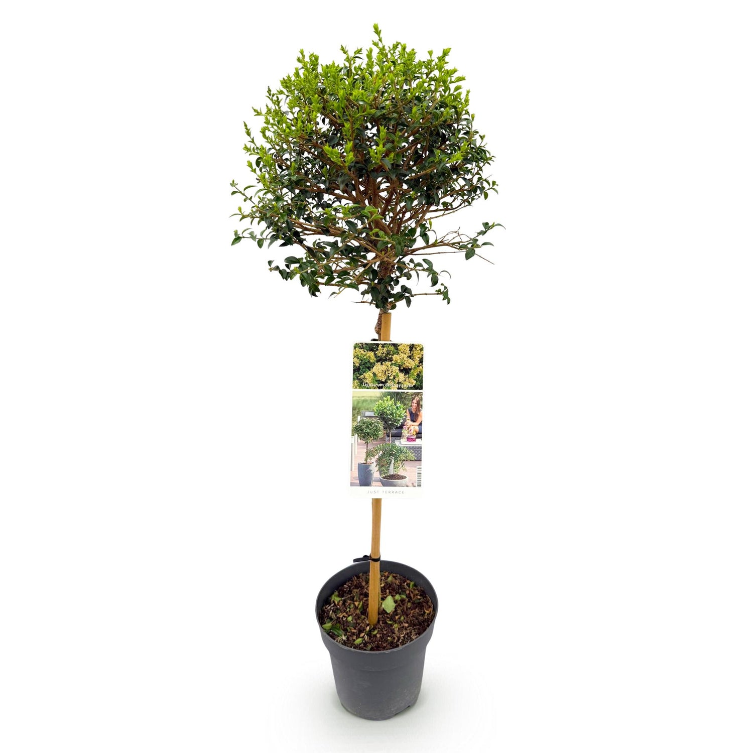 Immergrüner Ligustrum delavayanum in Topf, winterhart, grüne Blätter, für Terrasse, ca. 90cm hoch, Everspring.