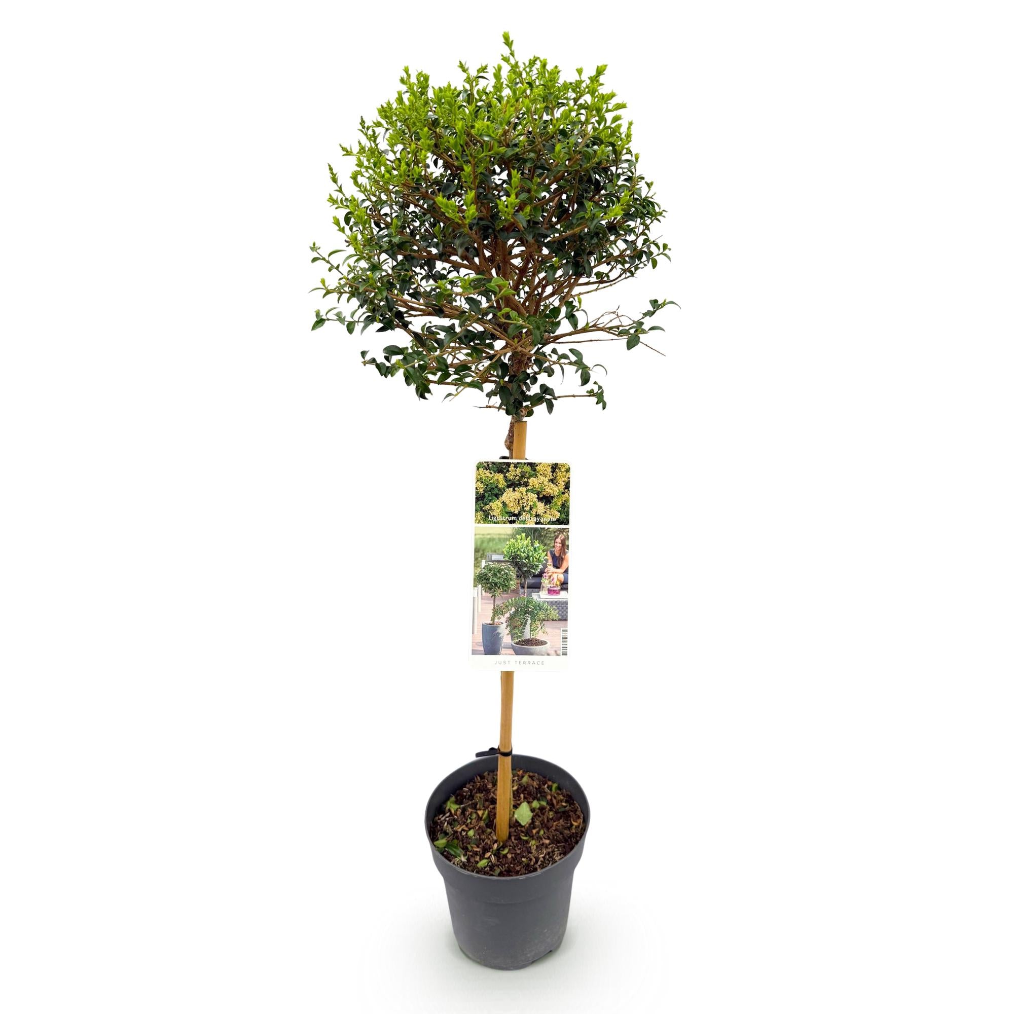 Immergrüner Ligustrum delavayanum in Topf, winterhart, grüne Blätter, für Terrasse, ca. 90cm hoch, Everspring.