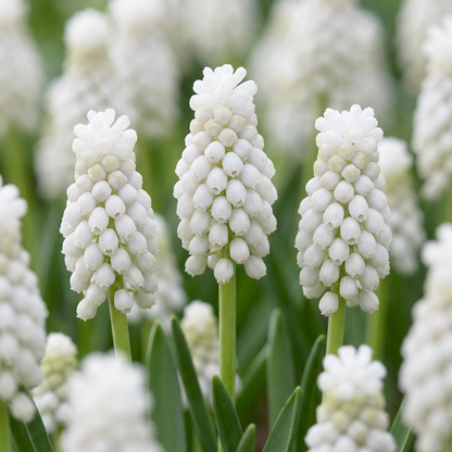 Weiße Traubenhyazinthe – Muscari White Magic online kaufen | 50 bis 400 Blumenzwiebeln, reinweiß &amp; verwildernd – Wurzelwerk Design