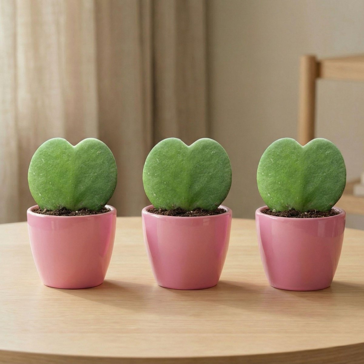 Sweetheart Pflanzenset (Hoya Kerrii) 3x Topf &amp; Pflanze Rose - Wurzelwerk Design