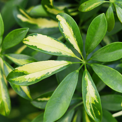 Schefflera Gold Capelle im weißen oder grauen Topf, Fingerbaum, Höhe 70-81cm, Everspring, Zimmerpflanze mit grünen Blättern