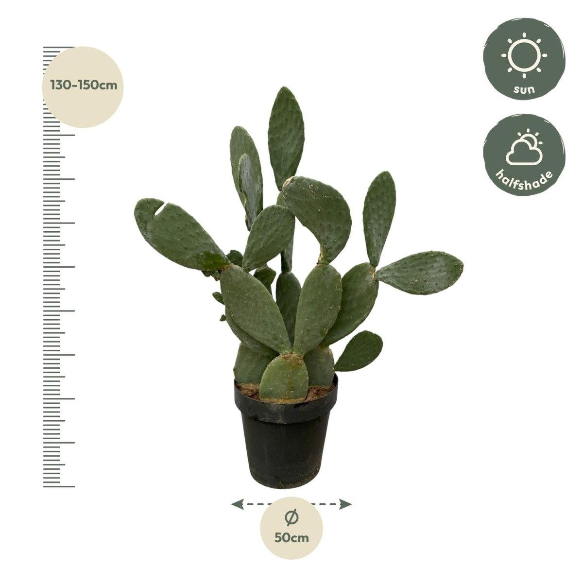 Opuntia Ficus Indica – Robuster Feigenkaktus für Sonne &amp; Garten - Wurzelwerk Design