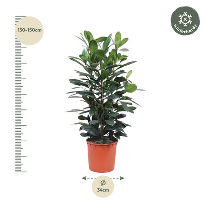 Ficus Cyathistipula 140 - 180cm – Pflegeleichte Zimmerpflanze mit Stil