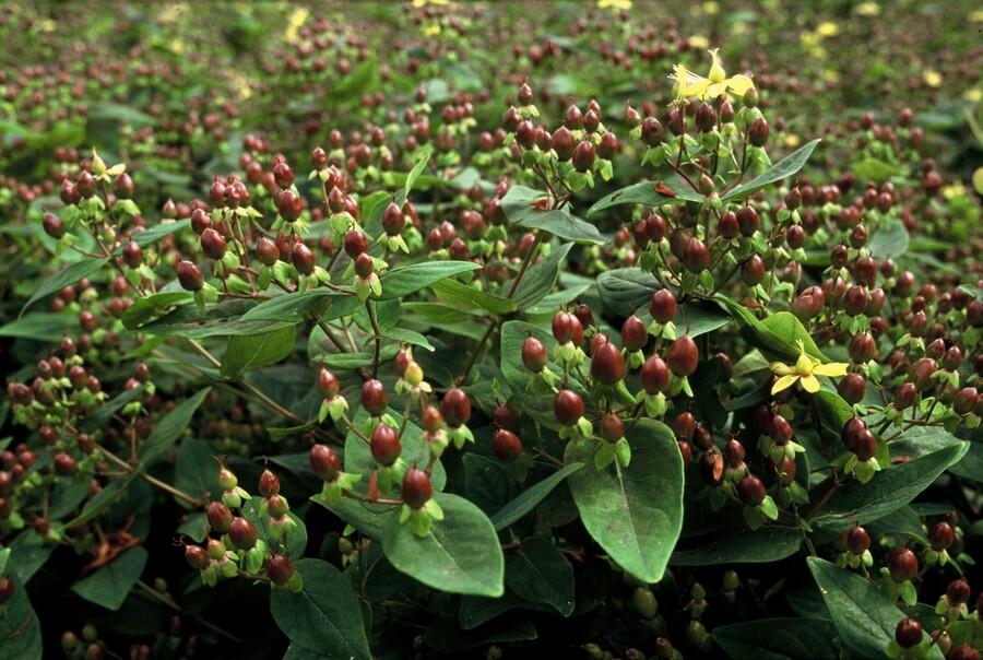 Sechs Hypericum inodorum Pflanzen in Töpfen, 10-25 cm hoch, mit grünen Blättern und gelben Blüten, von Everspring.