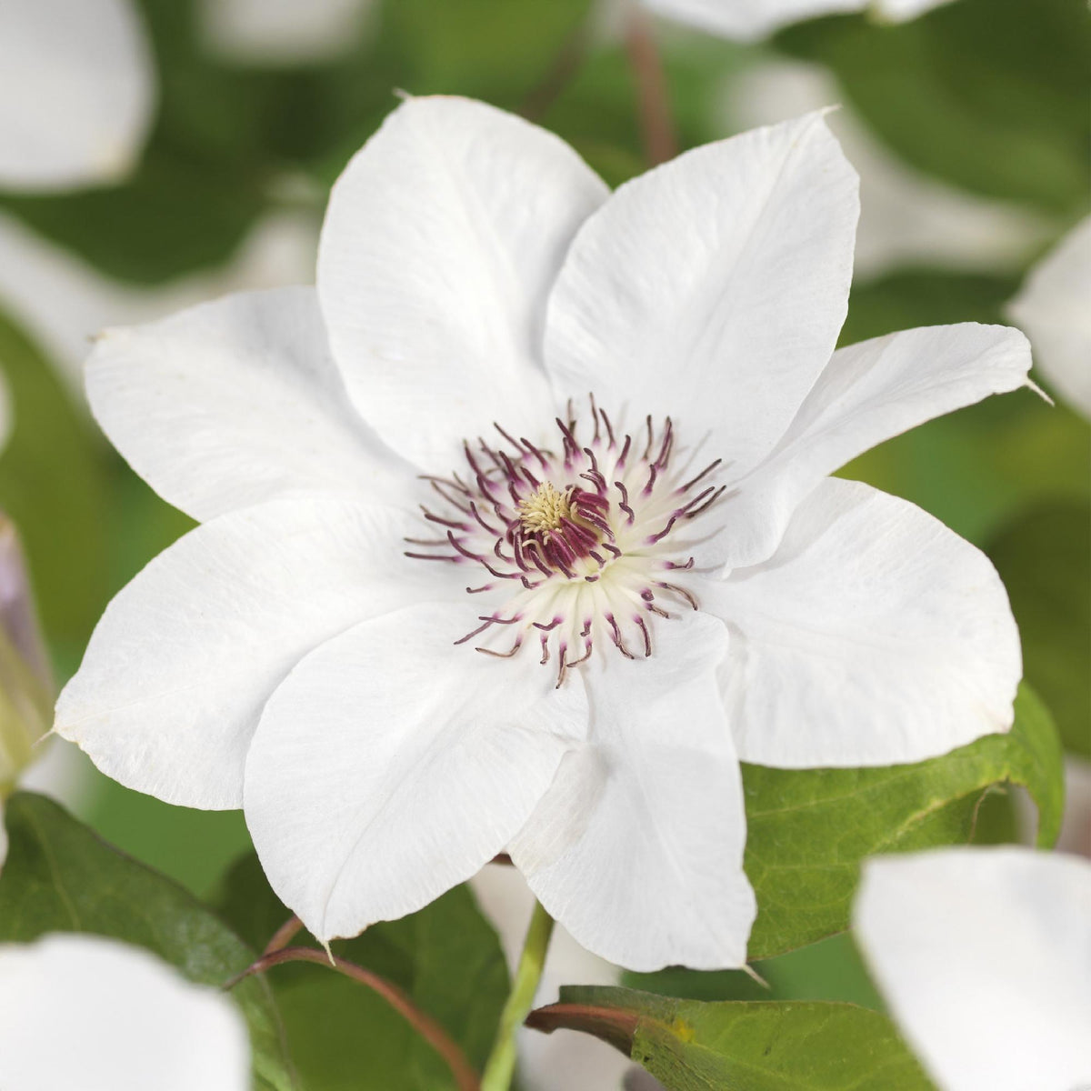 Zwei Clematis Miss Bateman Kletterpflanzen in Töpfen, weiße Blüten, gepflegt, Höhe 40cm, von Everspring.