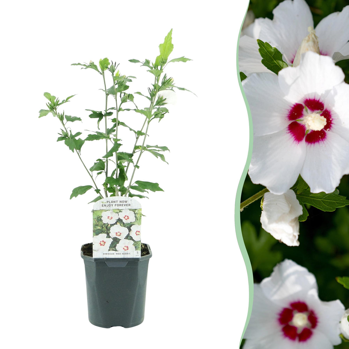 Hibiscus syriacus Red Heart Pflanze mit weißen Blüten und rotem Herzen, in Topf, laubabwerfend, pflegeleicht, 45cm hoch