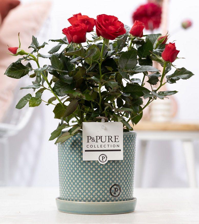 Rosa Red in P&amp;PURE Lauren Ceramics - Ø 12 cm - Höhe 30 cm - Wurzelwerk Design