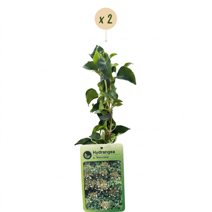 Kletterhortensie kaufen – 2 Pflanzen Hydrangea petiolaris | weiß, Ø 9 cm, Höhe 35 cm - Wurzelwerk Design