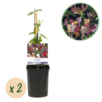 Lonicera serotina | Duftendes Geißblatt mit rosa - weißen Blüten – 2 Pflanzen im 11 cm Topf - Wurzelwerk Design