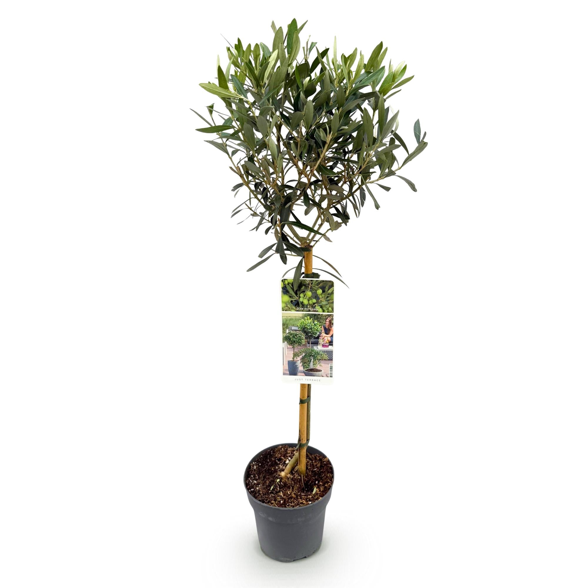 Olivenbaum Olea europaea in Topf, ca. 90 cm hoch, Everspring Terrassenpflanze mit Ø19 cm Topf, grüne Blätter, Gartenpflanze