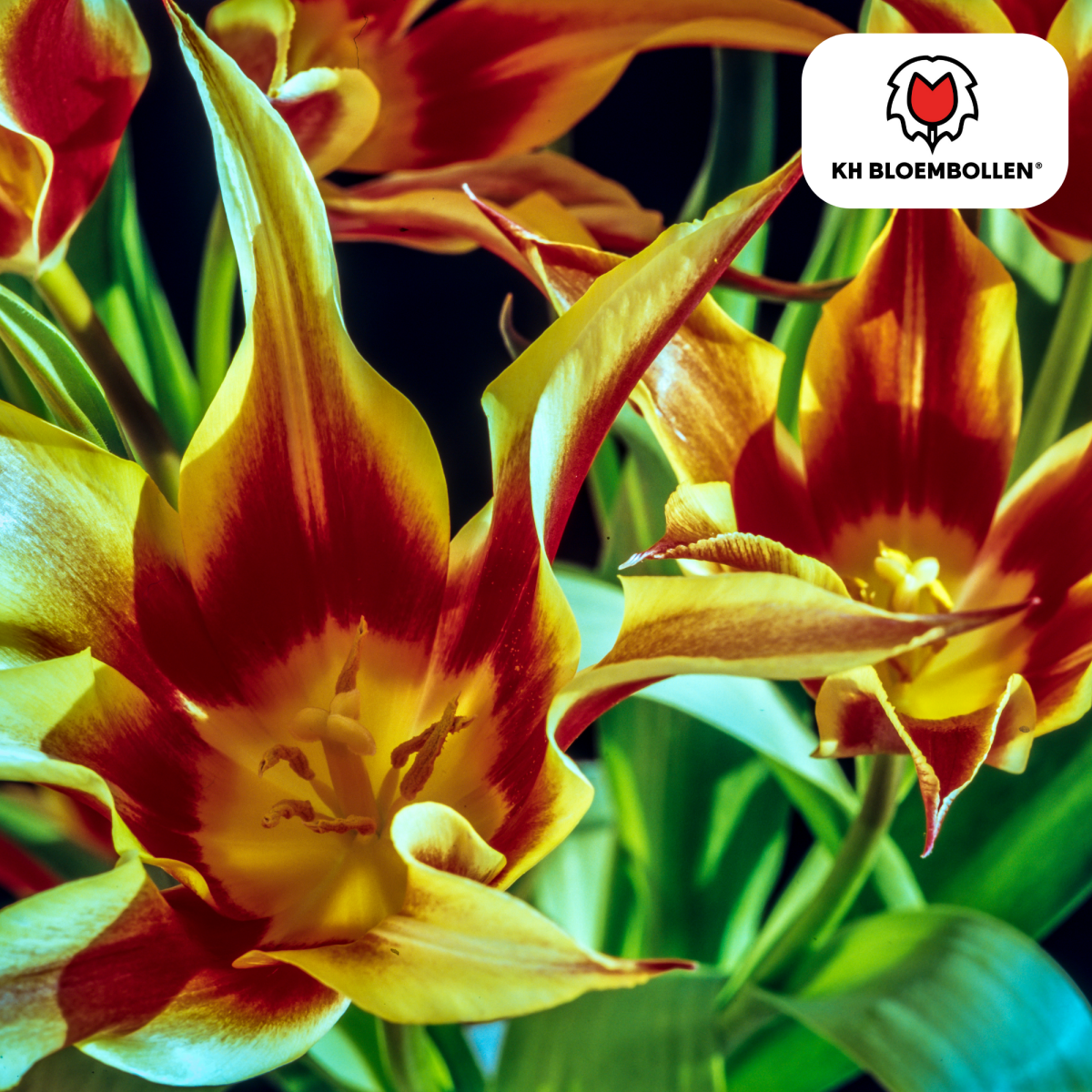 Tulpenzwiebeln Fire Wings – 20er - Pack | Papageien - Tulpe - Wurzelwerk Design