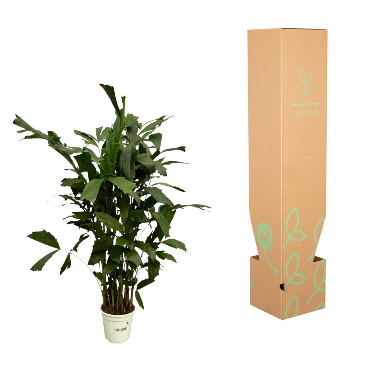 Caryota mitis | Fischschwanzpalme in verschiedenen Größen – Tropische Zimmerpalme - Wurzelwerk Design