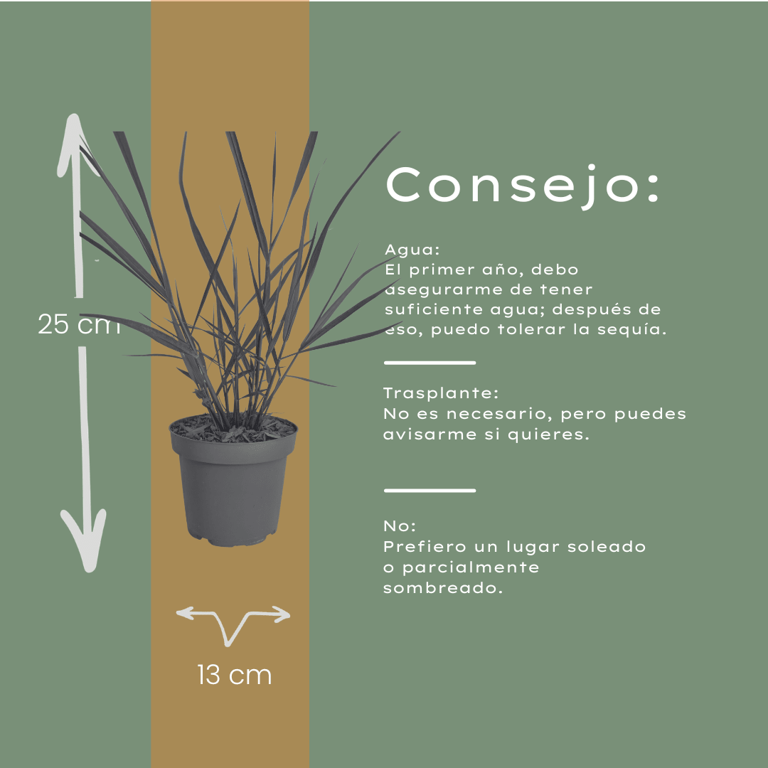 Ziergras Rotstrahlbusch kaufen | 3× Panicum virgatum, Ø 12 cm - Wurzelwerk Design
